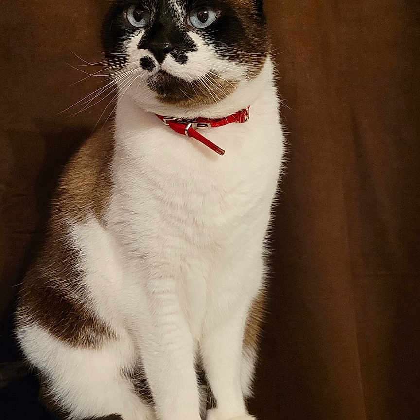 Simba a rejoint le concours — aidez-le/la à gagner de superbes lots ! abyssinian, accessories, animal, bodypart, canine, cat, collar, curtain, dog, homedecor, husky, kitten, leash, manx, mouth, person, pet, siamese, strap, teeth