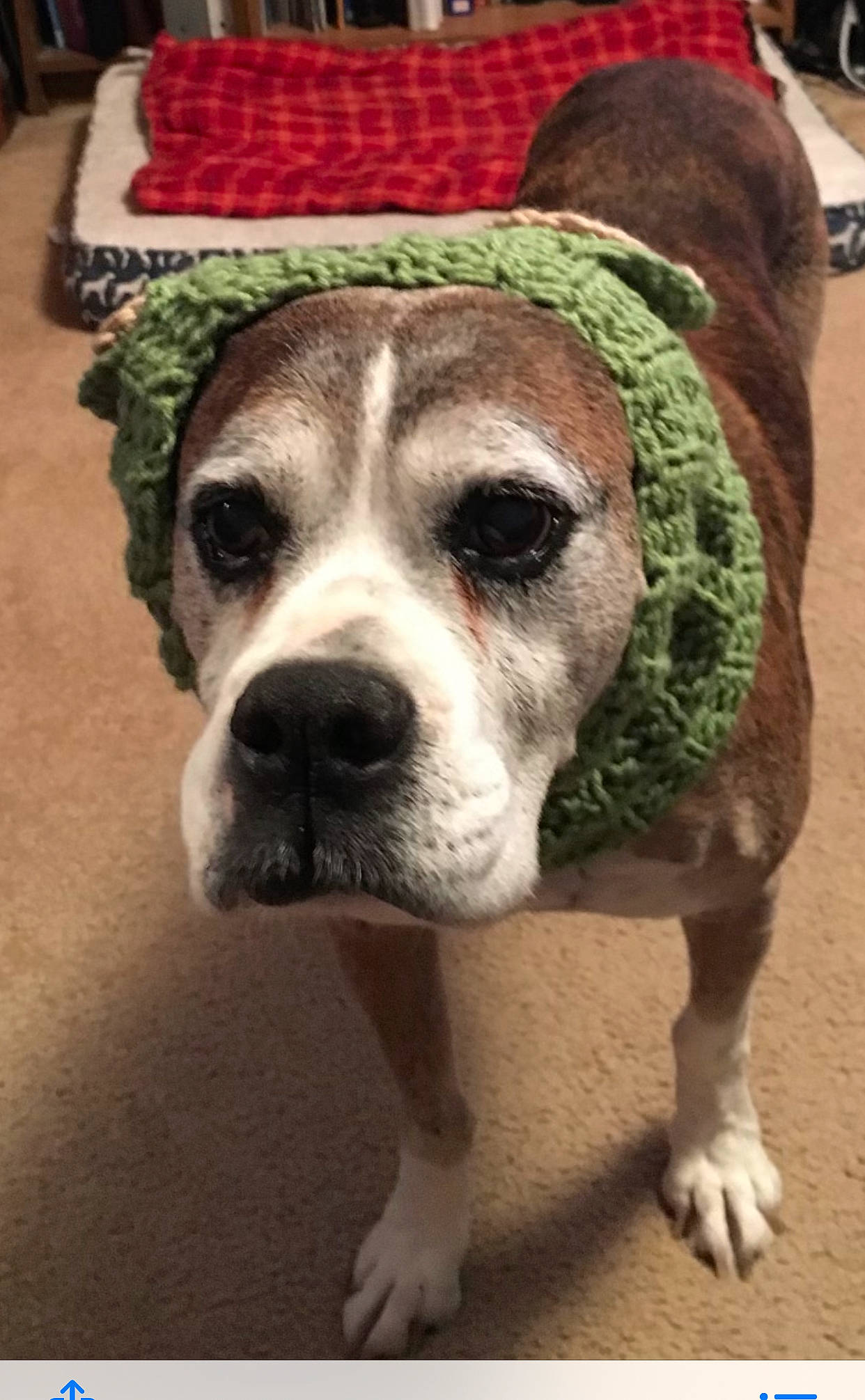 Babygirl is registered to the contest to win money with this photo: ancient_dog_breeds, canidae, carnivore, companion_dog, couch, dog, dog_breed, fawn, flooring, fur, grass, non_sporting_group, paw, snout, sporting_group, street_dog, terrestrial_animal, whiskers, working_animal, working_dog