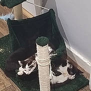 Millie joined the competition — help win amazing prizes! cat, cats, black_and_white, sleeping, scratching_post, cat_hammock, indoor, wooden_floor, pet, animal, resting, feline, cozy, home, corner, wall, floor, rope, toy, relaxed