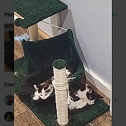 Angel Millie Stitch is registered to the contest to win money with this photo: animal, black_and_white_cat, cat, cat_tree, cats, corner, cozy, domestic, feline, floor, fur, household, indoor, pet_bowl, quiet, relaxing, resting, scratching_post, sleeping, wooden_floor