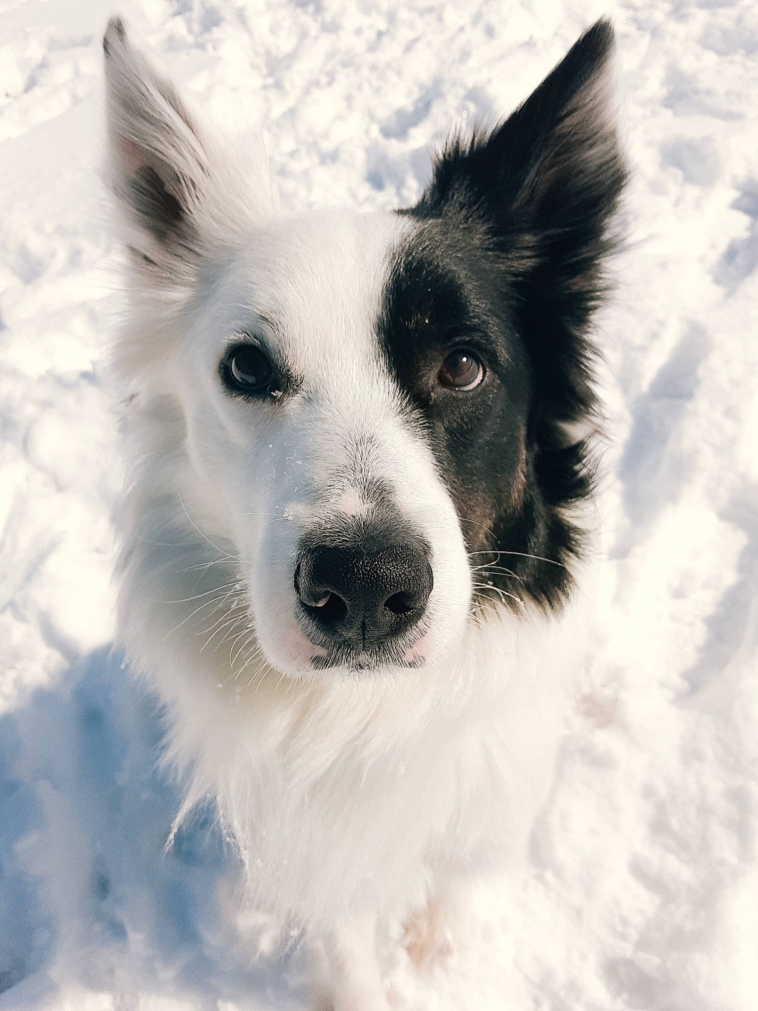 Shoto joined the competition — help win amazing prizes! ancient_dog_breeds, art, canidae, carnivore, companion_dog, dog, dog_breed, dog_collar, fur, happy, herding_dog, non_sporting_group, snout, snow, sporting_group, terrestrial_animal, whiskers, winter, working_animal, working_dog