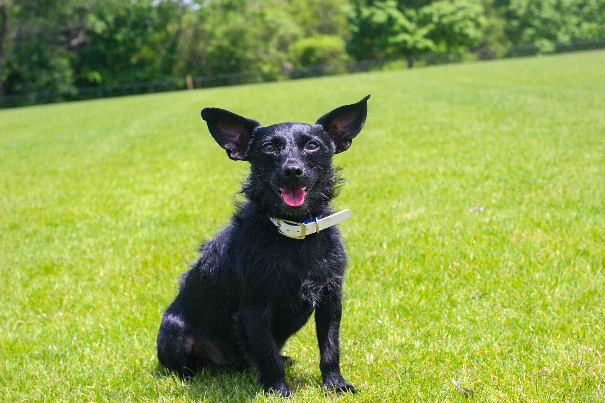 Major joined the competition — help win amazing prizes! borador, canidae, carnivore, collar, companion_dog, dog, dog_breed, dog_collar, dog_supply, grass, grassland, plant, snout, sporting_group, tail, terrier, toy_dog, tree, whiskers, working_animal