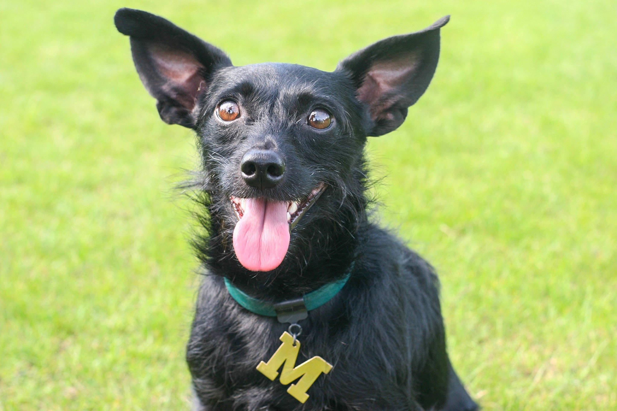 Major joined the competition — help win amazing prizes! canidae, carnivore, collar, companion_dog, dog, dog_breed, dog_collar, dog_supply, fang, fawn, grass, guard_dog, leash, plant, snout, sporting_group, whiskers, working_animal, working_dog