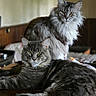 cat, cats, feline, maine_coon, gray_fur, longhaired, fluffy, whiskers, yellow_eyes, ears, animal_portrait, pets, indoors, bedroom, bed, relaxed, lounging, sitting, domestic_animal, photography