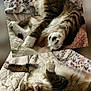 Nemo is registered to the contest to win money with this photo: cat, tabby_cat, pet, feline, fluffy, bed, quilt, blanket, floral_pattern, embroidered, cute, relaxed, lying_down, playful, indoor, domestic_animal, whiskers, paws, fur, sleepy