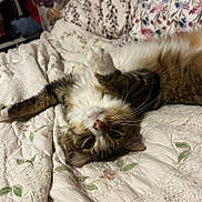 Nemo joined the competition — help win amazing prizes! cat, tabby, pet, animal, fur, whiskers, cute, lying_down, bed, quilt, pattern, cozy, domestic, relaxed, indoor, feline, paw, sleepy, closeup, soft