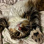Nemo is registered to the contest to win money with this photo: cat, fluffy, paw, whiskers, quilt, blanket, tabby, pet, relaxing, indoor, fur, closeup, cute, animal, sleepy, cozy, stretching, pink_nose, soft, resting