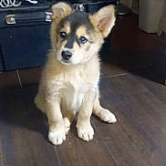 Vejito is registered to the contest to win money with this photo: animal, black, boots, brown, companion, cute, dog, domestic, floor, fur, hangers, household, indoor, looking, pet, puppy, sitting, tan, wooden_floor, young_dog