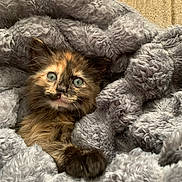 Gracie is registered to the contest to win money with this photo: animal, blanket, cat, comfort, cozy, cute, cute_pet, eyes, face, fur, furry, indoor, kitten, paw, pet, resting, small, soft, tortoiseshell, young