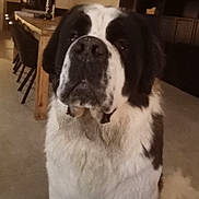 Ulysse participe au concours pour gagner de l'argent avec cette photo : dog, saint_bernard, indoor, furniture, dining_table, chair, carpet, pet, animal, canine, large_dog, house, home, floor, fur, black_and_white, brown, nose, ears, tail