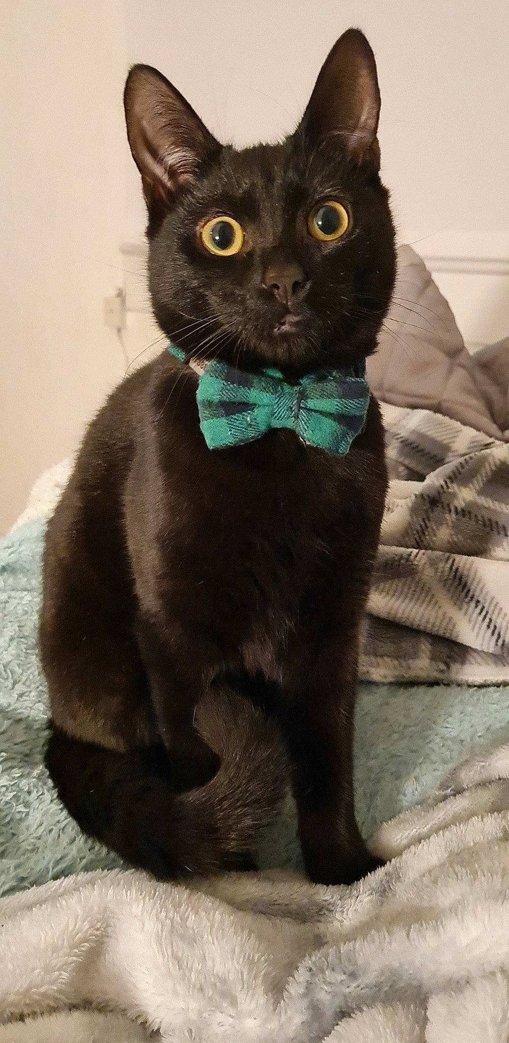 Milo joined the competition — help win amazing prizes! black_cat, bombay, carnivore, cat, cat_supply, comfort, domestic_short_haired_cat, electric_blue, felidae, fur, small_to_medium_sized_cats, snout, tail, terrestrial_animal, whiskers