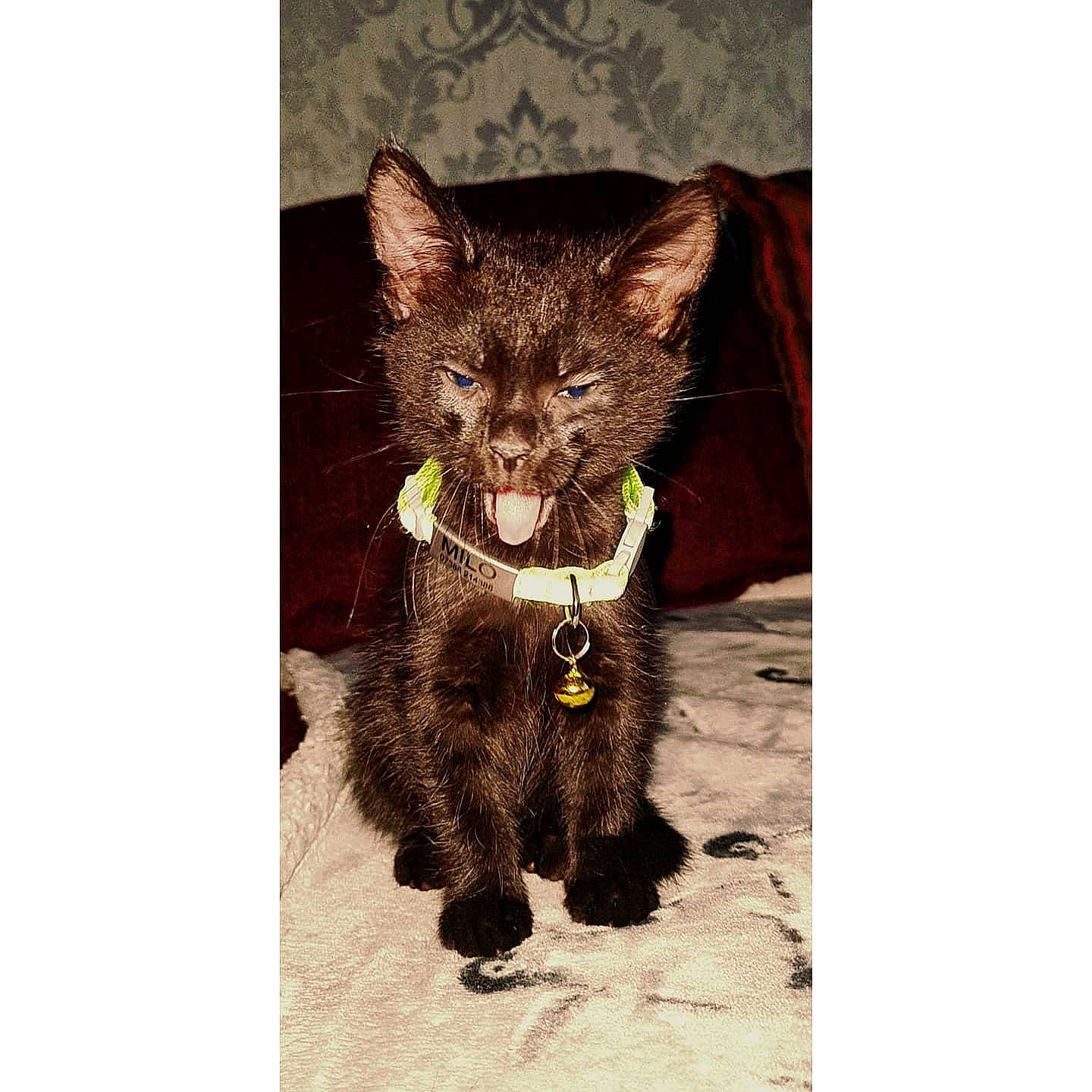 Milo is registered to the contest to win money with this photo: black_cat, carnivore, cat, claw, collar, dog_breed, domestic_short_haired_cat, fawn, felidae, fur, liver, paw, small_to_medium_sized_cats, snout, tail, terrestrial_animal, whiskers, wildlife