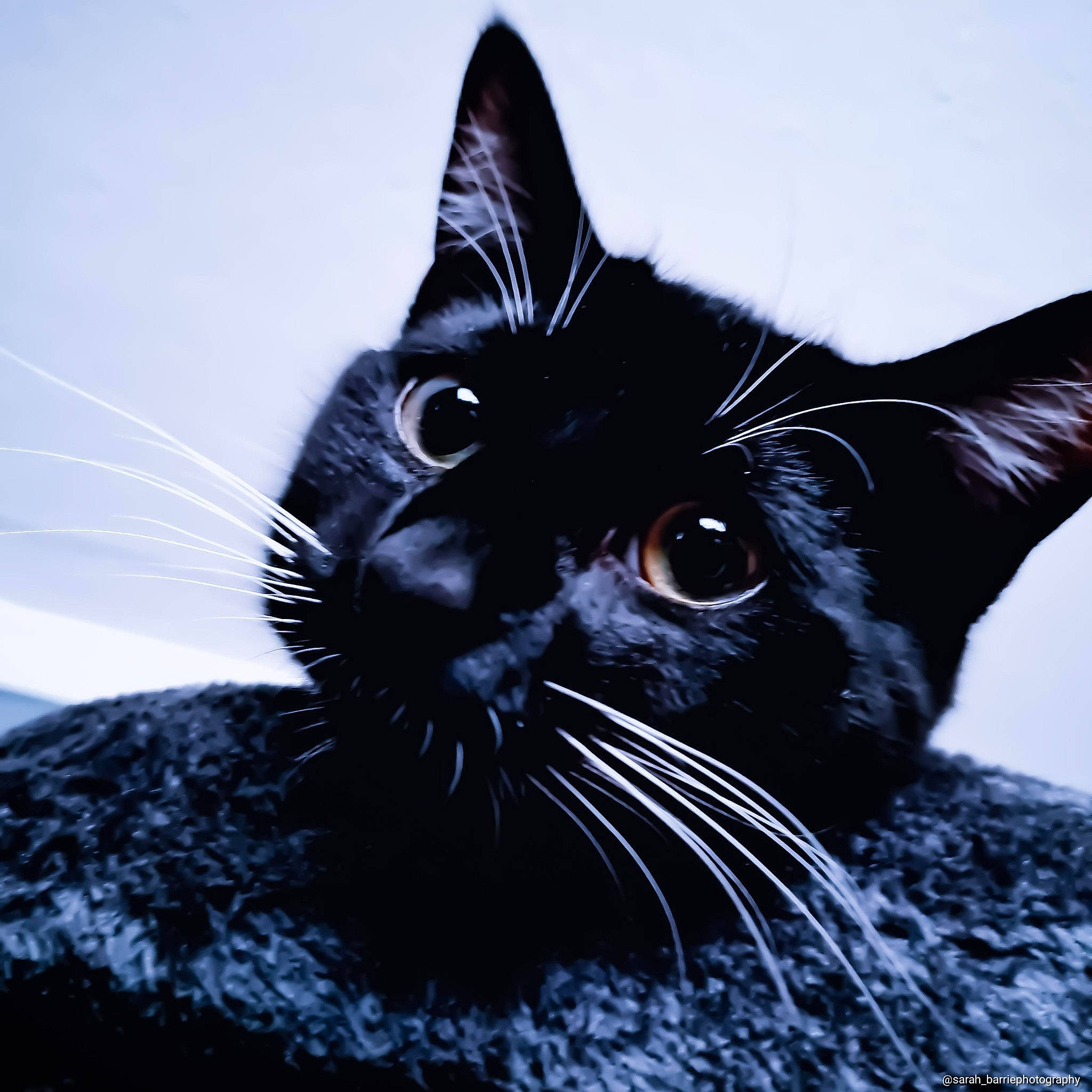 Binx is registered to the contest to win money with this photo: black_cat, bombay, carnivore, cat, domestic_short_haired_cat, electric_blue, felidae, fur, grass, iris, monochrome, monochrome_photography, small_to_medium_sized_cats, snout, terrestrial_animal, tree, whiskers