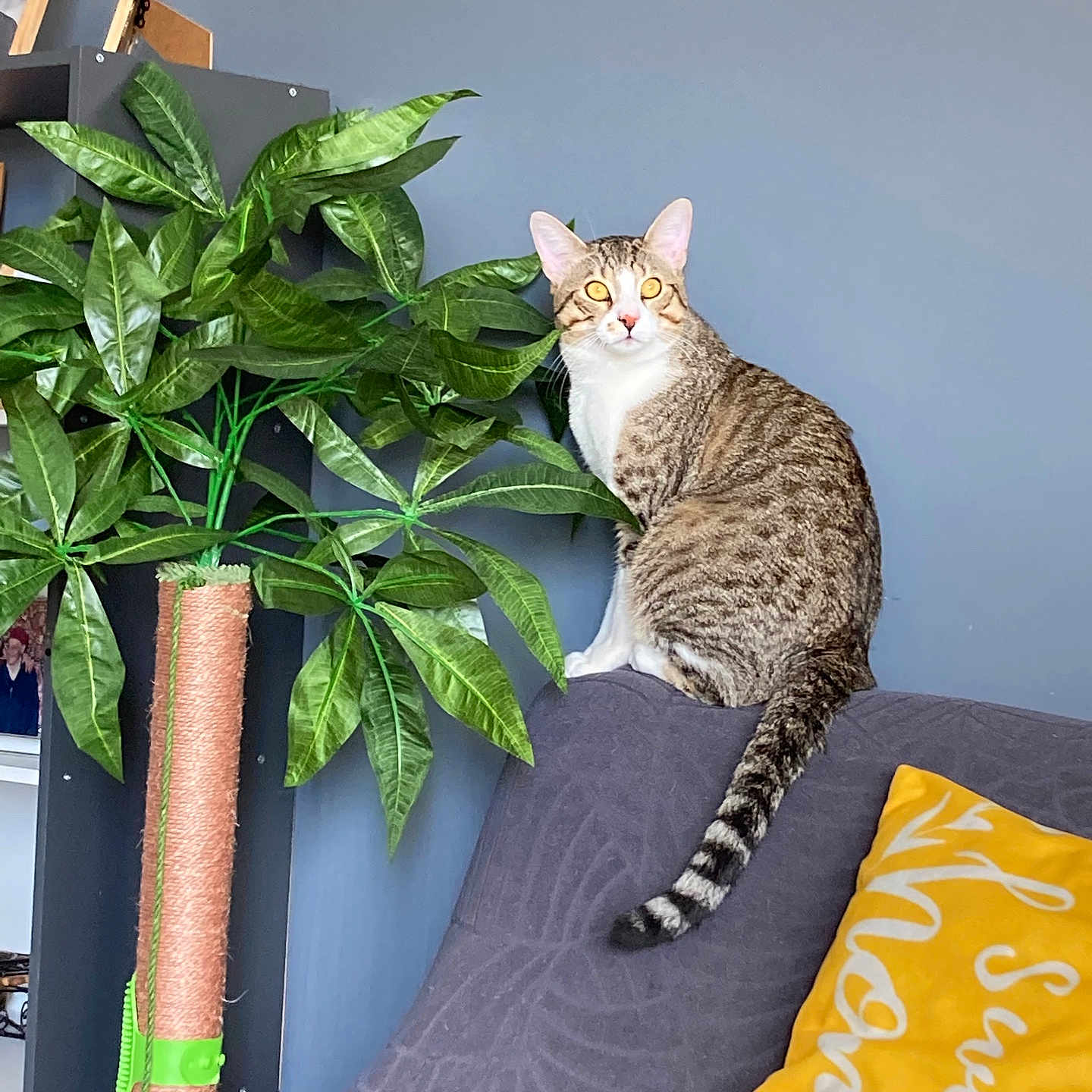 Ninou participe au concours pour gagner de l'argent avec cette photo : cat, tabby_cat, indoor, couch, pillow, plant, green_leaves, gray_couch, yellow_pillow, feline, pet, tail, striped, domestic_cat, home, furniture, sitting, curious, animal, relaxing