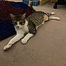 cat, tabby_cat, indoor, carpet, rug, toy, furniture, floor, pet, animal, white_paws, relaxed, stretching, looking, curious, domestic, home, plaything, resting, cozy