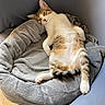 Ninou participe au concours pour gagner de l'argent avec cette photo : cat, pet_bed, sleeping, relaxed, feline, indoor, cozy, gray, fur, striped, white_paws, tail, resting, comfort, domestic_animal, cute, animal, nap, soft, home
