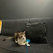Ninou a rejoint le concours — aidez-le/la à gagner de superbes lots ! cat, tabby, pet, indoor, couch, pillow, feather_toy, animal, feline, resting, playful, domestic, fur, whiskers, tail, claw, home, cozy, gray_wall, relaxing