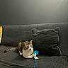 cat, tabby, pet, indoor, couch, pillow, feather_toy, animal, feline, resting, playful, domestic, fur, whiskers, tail, claw, home, cozy, gray_wall, relaxing