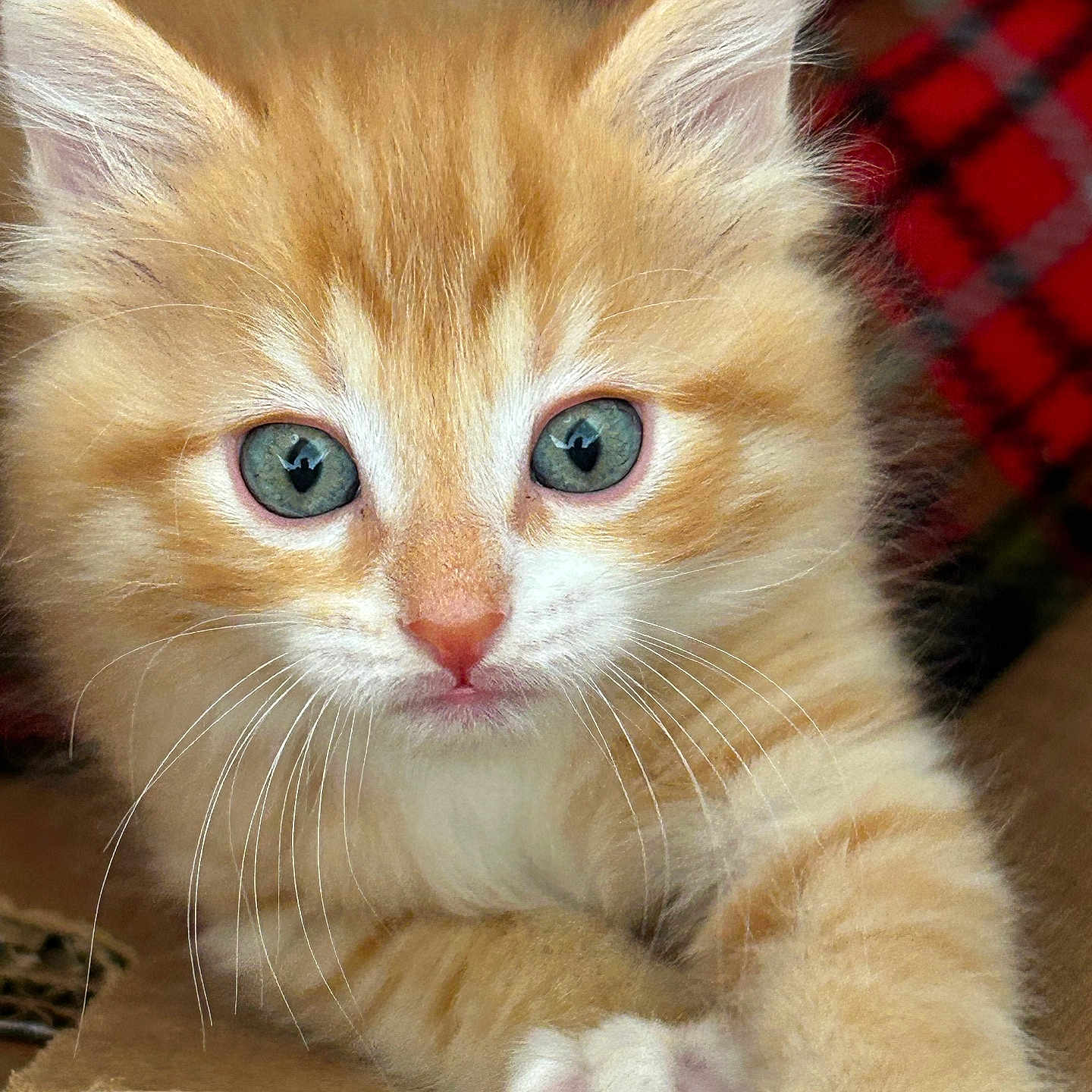 Lil Mitts is registered to the contest to win money with this photo: animal, blue_eyes, cardboard, cat, close_up, cute, domestic_cat, feline, fur, indoor, kitten, mammal, orange_cat, paw, pet, portrait, stretching, tabby, whiskers, young_animal