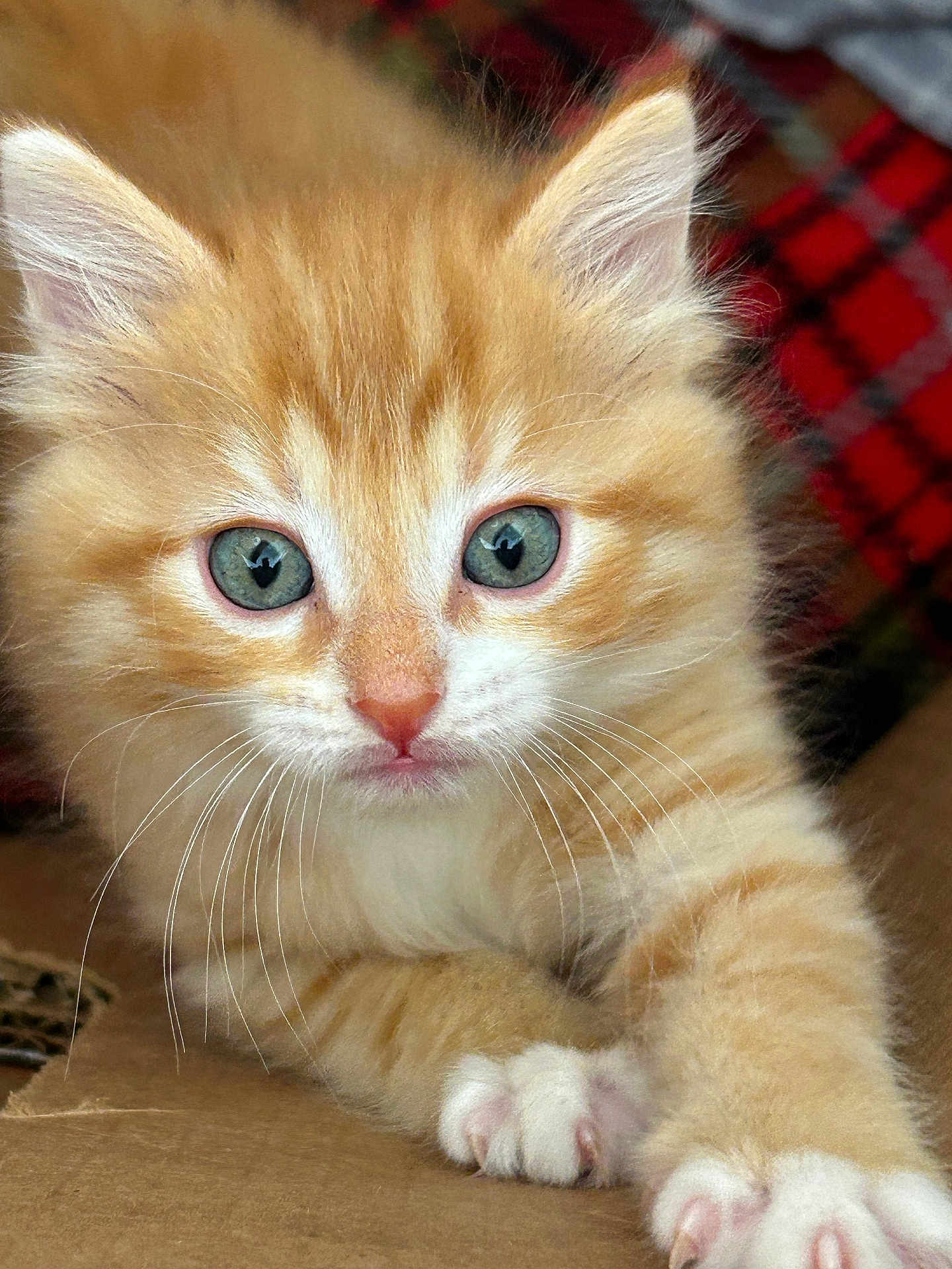 Lil Mitts is registered to the contest to win money with this photo: kitten, cat, orange_cat, close_up, blue_eyes, paw, whiskers, feline, cute, pet, fur, tabby, indoor, cardboard, stretching, young_animal, animal, mammal, domestic_cat, portrait