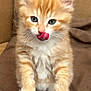 Lil Mitts is registered to the contest to win money with this photo: kitten, cat, orange_cat, white_paws, fluffy, cute, pet, animal, indoors, blanket, fur, whiskers, playful, young, green_eyes, closeup, soft, small, adorable, curious