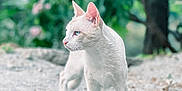 Ron participe au concours pour gagner de l'argent avec cette photo : alert, animal, blue_eyes, blurred_background, cat, close_up, daylight, ears, feline, fur, gravel, greenery, mammal, nature, outdoor, pet, side_view, standing, whiskers, white_cat