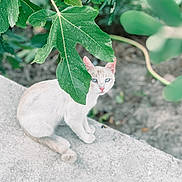 Ron a rejoint le concours — aidez-le/la à gagner de superbes lots ! cat, white_cat, blue_eyes, leaf, green_leaf, plant, nature, outdoor, concrete, curious, animal, pet, feline, sitting, closeup, background_blur, wildlife, garden, daylight, small_animal