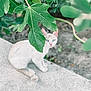 cat, white_cat, blue_eyes, leaf, green_leaf, plant, nature, outdoor, concrete, curious, animal, pet, feline, sitting, closeup, background_blur, wildlife, garden, daylight, small_animal