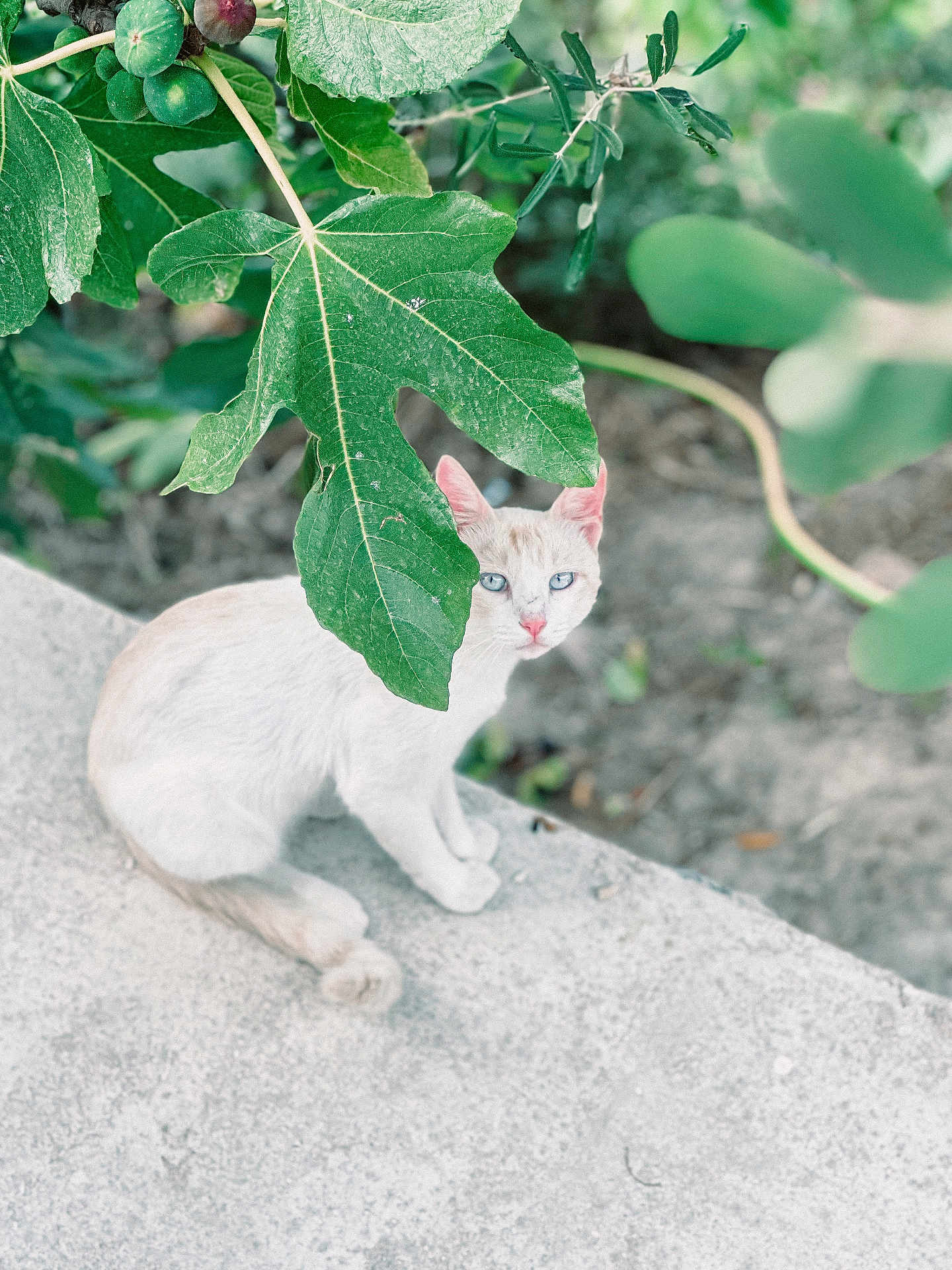 Ron a rejoint le concours — aidez-le/la à gagner de superbes lots ! cat, white_cat, blue_eyes, leaf, green_leaf, plant, nature, outdoor, concrete, curious, animal, pet, feline, sitting, closeup, background_blur, wildlife, garden, daylight, small_animal