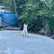 Ron a rejoint le concours — aidez-le/la à gagner de superbes lots ! animal, blue_tarp, calm, cat, concrete, daylight, fig_tree, foliage, garden, green_leaves, nature, outdoor, pet, plant, quiet, sitting, stacked_materials, tree, white_cat, wildlife