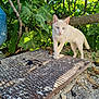 Ron a rejoint le concours — aidez-le/la à gagner de superbes lots ! animal, cat, close_up, curious, daylight, exploring, feline, gravel, green_leaves, ground, metal_cover, nature, outdoor, pet, plants, rustic, shadow, sunlight, tree_branch, white_cat