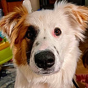 Boone joined the competition — help win amazing prizes! dog, close_up, pet, animal, fluffy, brown_and_white, face, nose, ears, indoor, curious, cute, portrait, mammal, canine, whiskers, fur, domestic_animal, companion, friendly