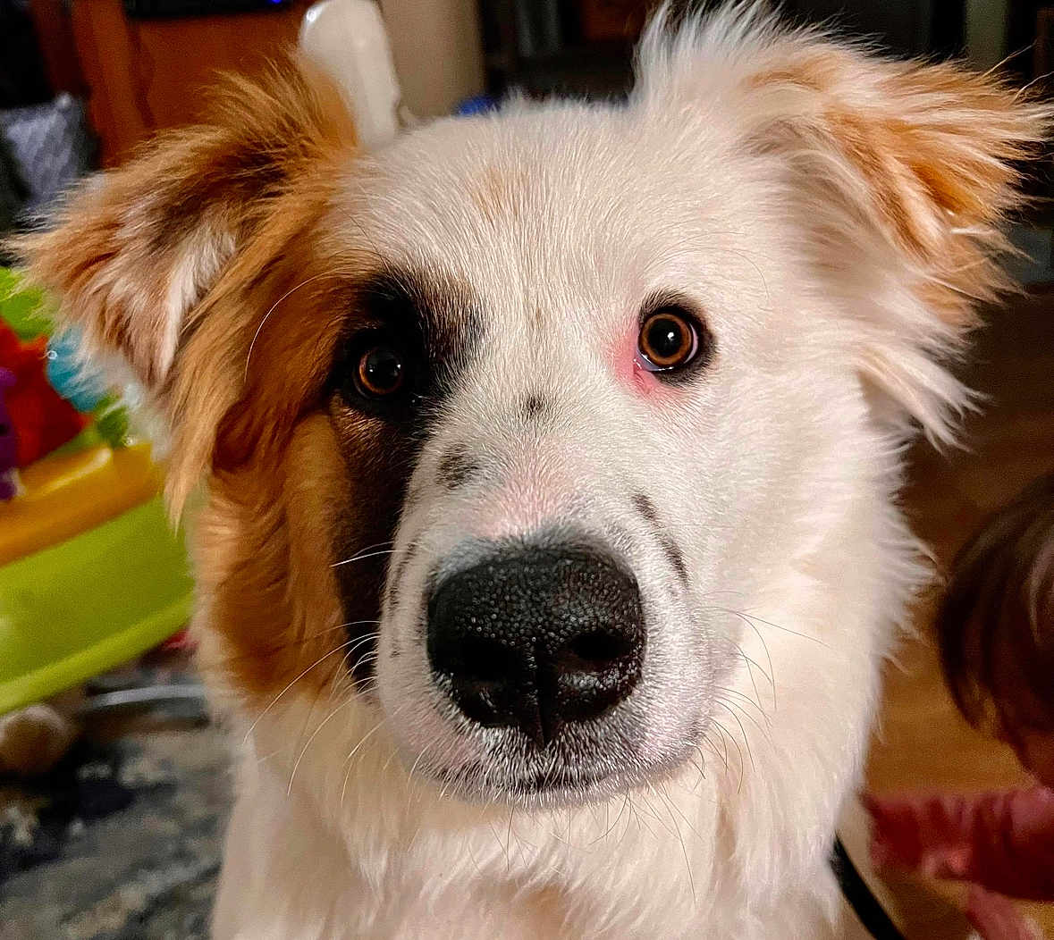 Boone joined the competition — help win amazing prizes! dog, close_up, pet, animal, fluffy, brown_and_white, face, nose, ears, indoor, curious, cute, portrait, mammal, canine, whiskers, fur, domestic_animal, companion, friendly