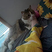 Chesterfield joined the competition — help win amazing prizes! cat, bed, blanket, sunflower_pattern, feline, fur, pet, indoor, cozy, resting, animal, curious, snuggling, soft_light, human_arm, comfort, relaxation, domestic, companion, sleepy