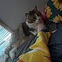 cat, bed, blanket, sunflower_pattern, feline, fur, pet, indoor, cozy, resting, animal, curious, snuggling, soft_light, human_arm, comfort, relaxation, domestic, companion, sleepy