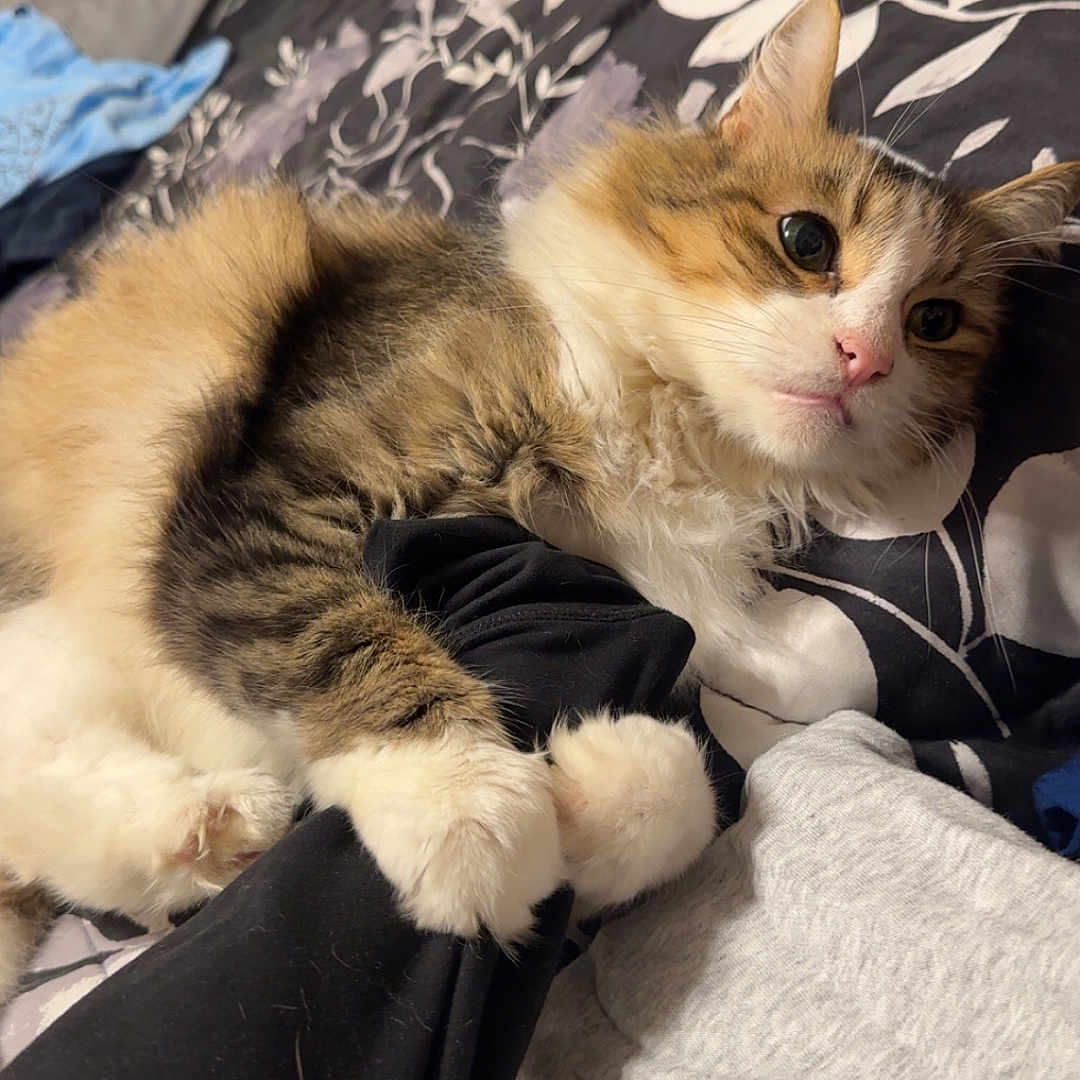 Chesterfield joined the competition — help win amazing prizes! bed, black_fur, blanket, brown_fur, cat, clothing, cozy, cute, domestic_animal, fluffy, furniture, holding, indoor, paw, person, pet, resting, soft, tabby, white_fur