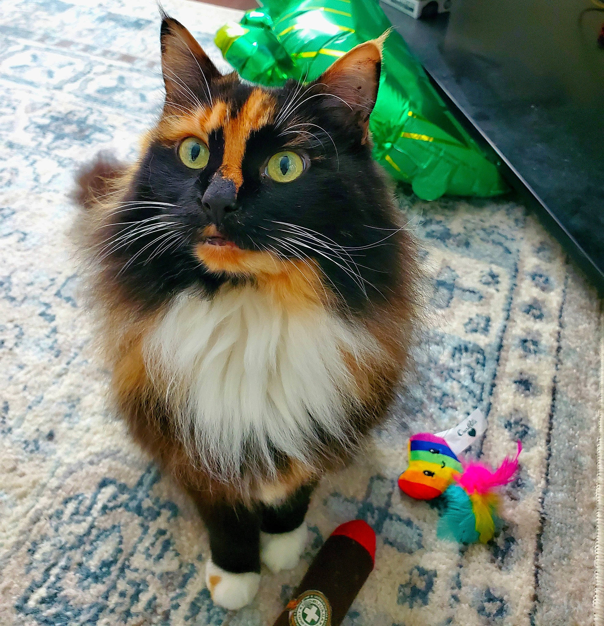 Cloe is registered to the contest to win money with this photo: box, carnivore, cat, claw, collar, domestic_short_haired_cat, felidae, flooring, fur, paw, small_to_medium_sized_cats, snout, tail, whiskers, window