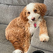 Heidi is registered to the contest to win money with this photo: dog, curly_fur, brown_and_white, pet, couch, indoor, relaxed, paw, armrest, cup_holder, furniture, canine, companion, home, domestic_animal, fluffy, sitting, looking, cute, animal
