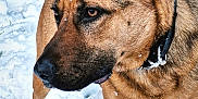 Hadès a rejoint le concours — aidez-le/la à gagner de superbes lots ! dog, snow, outdoor, animal, pet, brown_fur, ears, collar, grass, winter, nature, canine, mammal, fur, alert, closeup, portrait, standing, daylight, cold