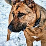 dog, snow, outdoor, animal, pet, brown_fur, ears, collar, grass, winter, nature, canine, mammal, fur, alert, closeup, portrait, standing, daylight, cold