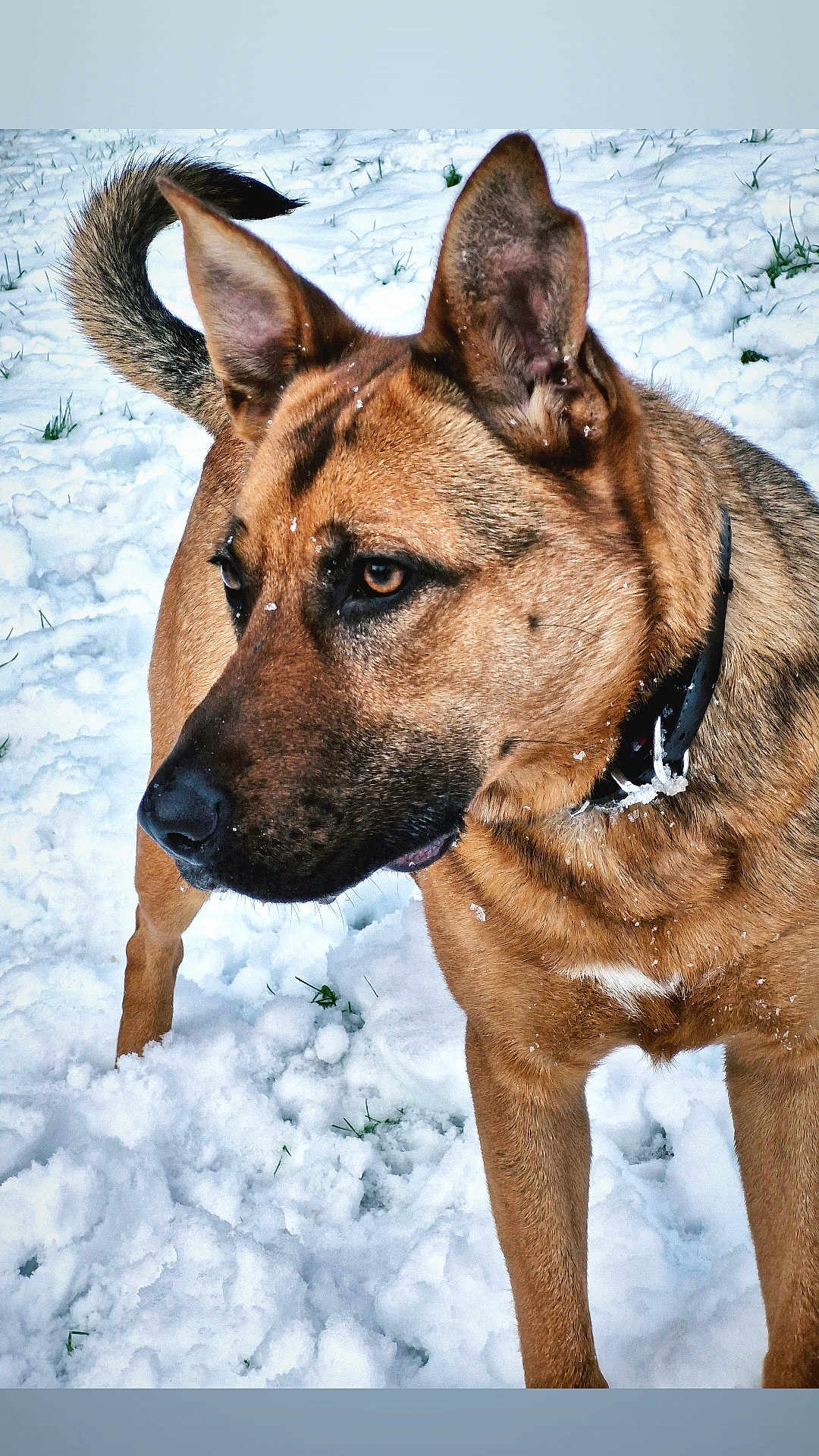 Hadès a rejoint le concours — aidez-le/la à gagner de superbes lots ! dog, snow, outdoor, animal, pet, brown_fur, ears, collar, grass, winter, nature, canine, mammal, fur, alert, closeup, portrait, standing, daylight, cold