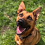 Hadès participe au concours pour gagner de l'argent avec cette photo : dog, canine, pet, animal, brown_dog, ears, tongue, happy, smiling, grass, outdoor, nature, collar, portrait, closeup, friendly, looking_up, muzzle, teeth, sunlight