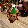 Hadès participe au concours pour gagner de l'argent avec cette photo : dog, party_hat, christmas_tree, decorations, ornaments, lights, person, tattoo, kneeling, floor, wooden_floor, holiday, festive, indoors, celebration, brown_dog, black_shoes, stockings, candid, hand