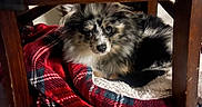 Theo joined the competition — help win amazing prizes! dog, puppy, fluffy, black_and_white, gray_fur, brown_fur, pet, animal, portrait, lying_down, sitting, blanket, plaid, red_blanket, cozy, indoors, under_chair, wooden_furniture, brown, close_up