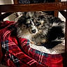 dog, puppy, fluffy, black_and_white, gray_fur, brown_fur, pet, animal, portrait, lying_down, sitting, blanket, plaid, red_blanket, cozy, indoors, under_chair, wooden_furniture, brown, close_up