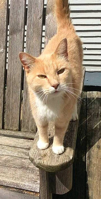 Hope joined the competition — help win amazing prizes! carnivore, cat, claw, domestic_short_haired_cat, fawn, felidae, fur, paw, sitting, small_to_medium_sized_cats, snout, tail, terrestrial_animal, whiskers, wildlife, window, wood