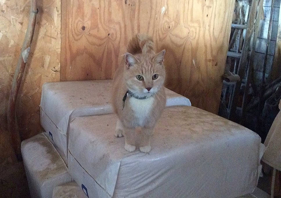 Hope joined the competition — help win amazing prizes! carnivore, cat, comfort, domestic_short_haired_cat, fawn, felidae, floor, flooring, fur, grey, hardwood, linens, mammal, room, small_to_medium_sized_cats, tail, terrestrial_animal, whiskers, wildlife, wood