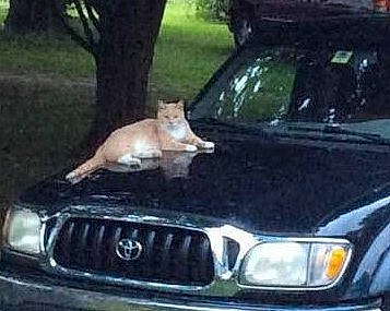 Hope is registered to the contest to win money with this photo: automotive_design, automotive_exterior, automotive_fog_light, automotive_light_bulb, automotive_lighting, automotive_mirror, automotive_parking_light, automotive_side_marker_light, automotive_tire, bumper, car, grille, headlamp, hood, land_vehicle, motor_vehicle, personal_luxury_car, photograph, vehicle, vehicle_registration_plate