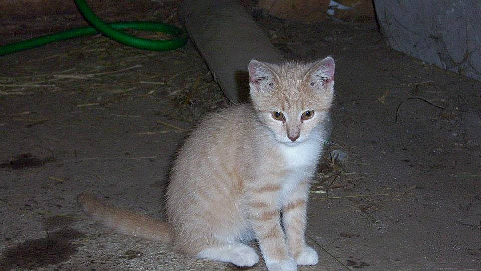 Hope joined the competition — help win amazing prizes! carnivore, cat, concrete, domestic_short_haired_cat, eye, fawn, felidae, fur, grass, paw, road_surface, sitting, small_to_medium_sized_cats, snout, tail, terrestrial_animal, tree, whiskers, wildlife