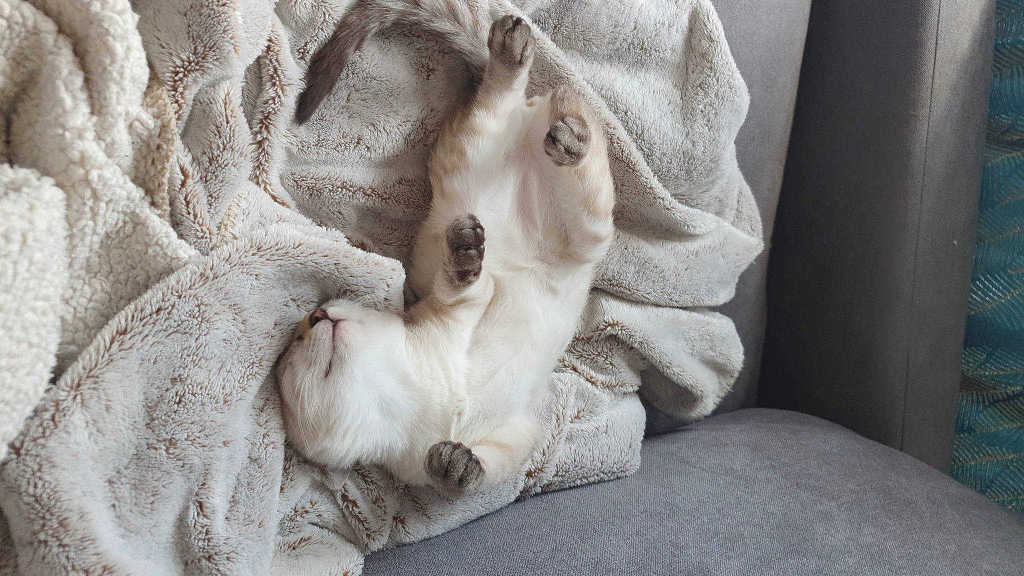 Sina participe au concours pour gagner de l'argent avec cette photo : bed_sheet, bedding, beige, canidae, comfort, companion_dog, dog, dog_breed, fashion_design, fawn, fur, grey, linens, monochrome_photography, natural_material, pattern, paw, rock, sporting_group, wood